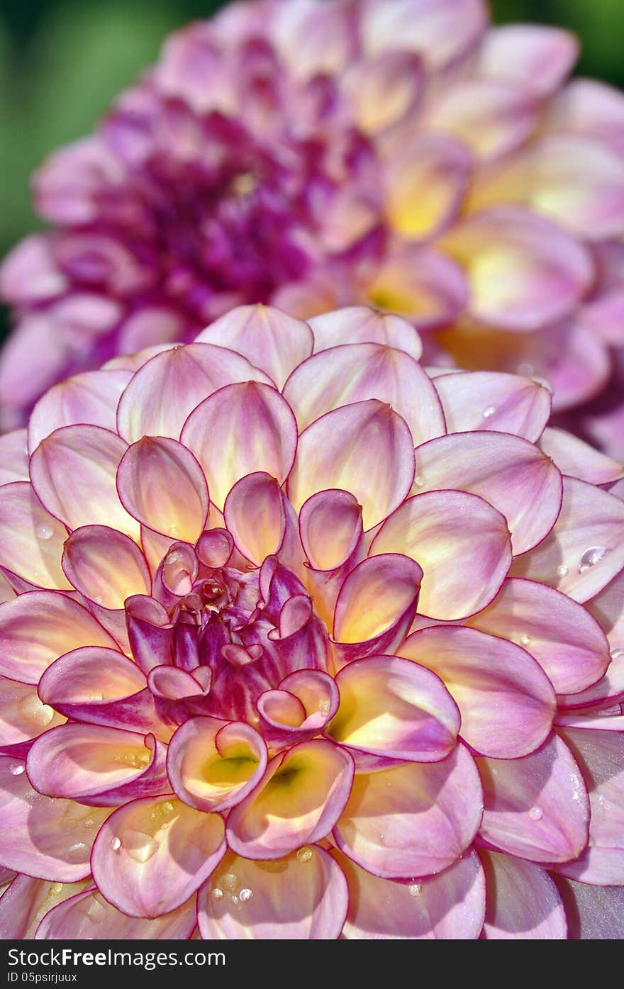 Pink Dahlia