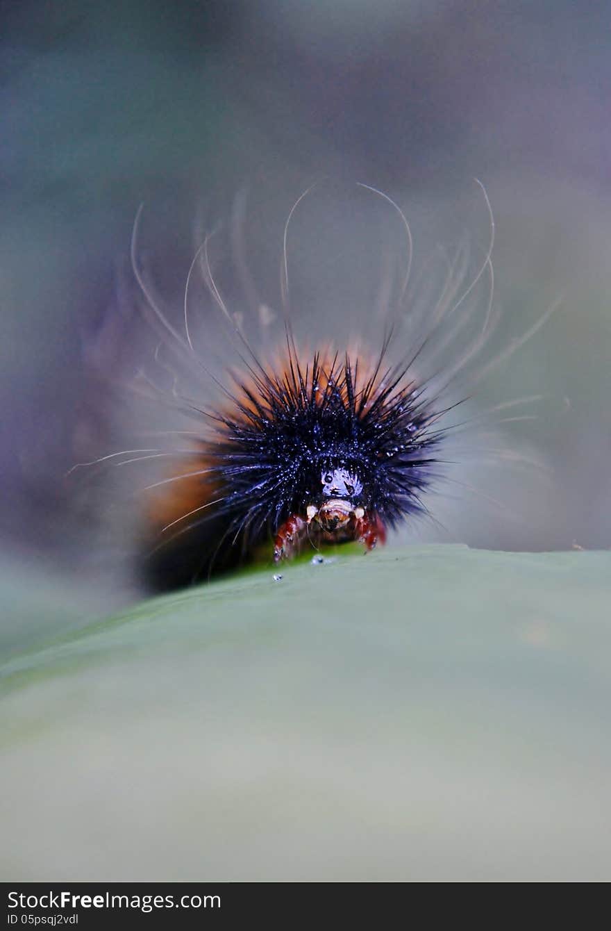 Close up of hairy caterpillar on lily leaf