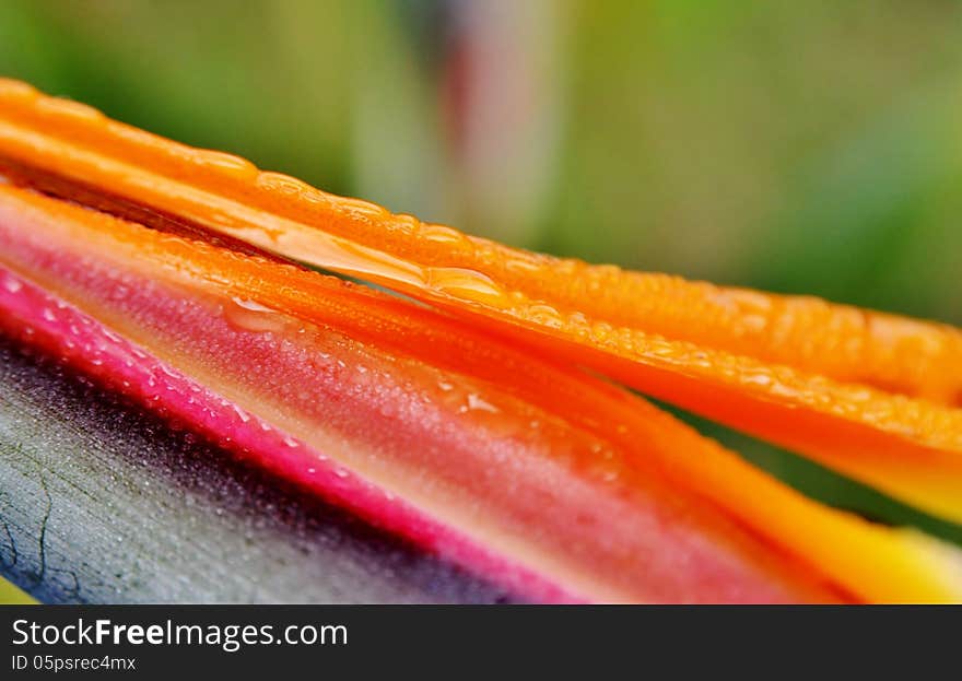 Close up of new strelitzia reginae flower with rain drops