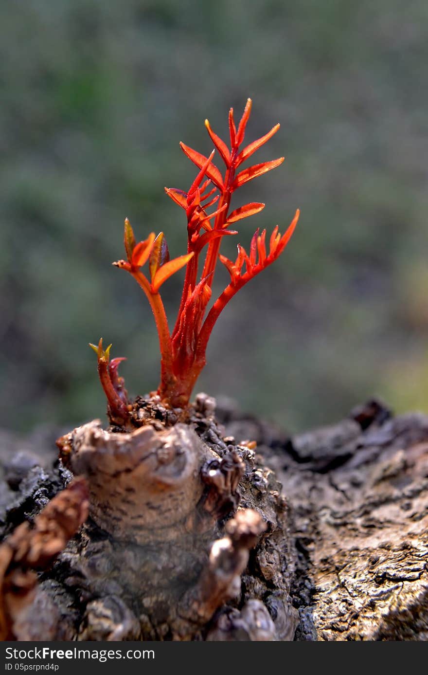 Close up of red leafs on a tree. Close up of red leafs on a tree