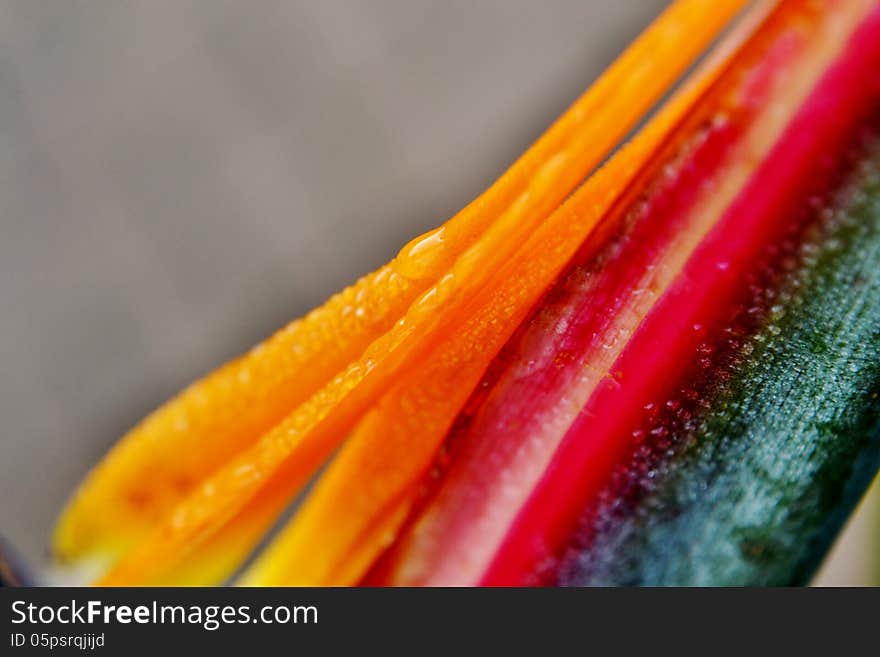 Close up of new strelitzia reginae flower with rain drops