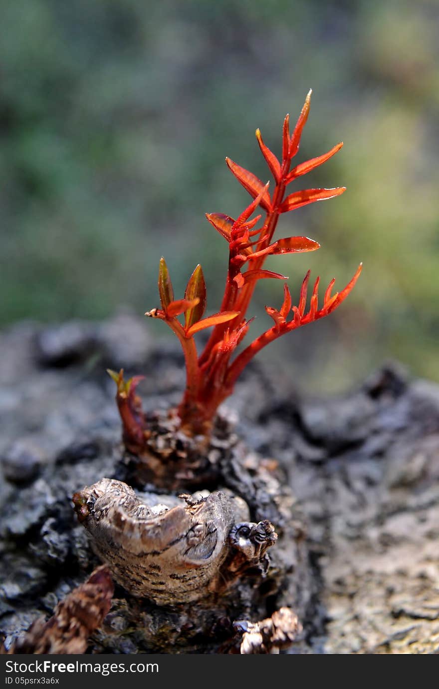 Close up of red leafs on a tree. Close up of red leafs on a tree