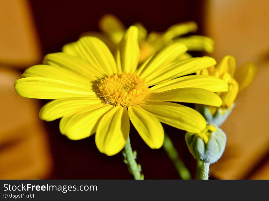 Close up of yellow daisy blossom in sunlight