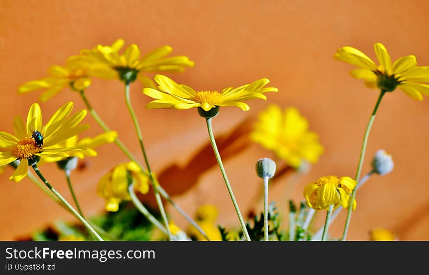 Close up of yellow daisy blossom in sunlight