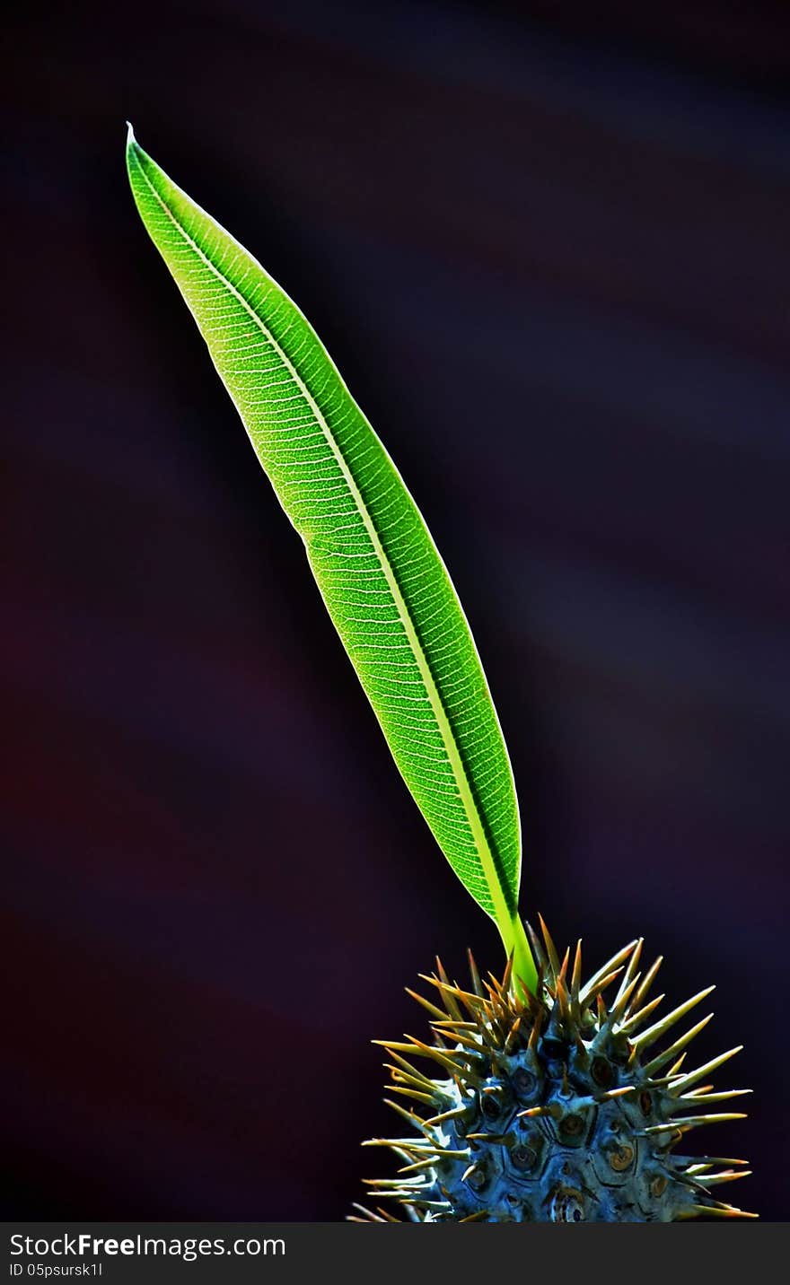 Close up of bright green grass blades in sunlight