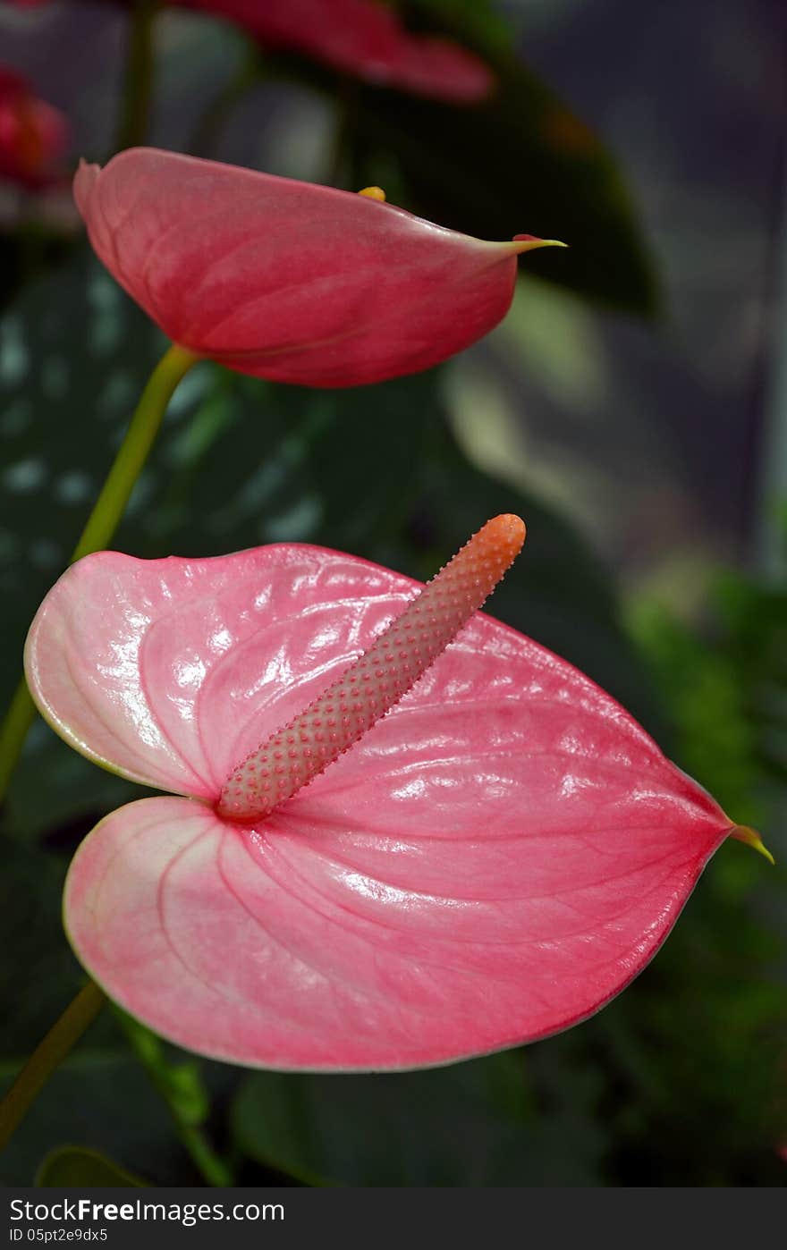 Pink flamingo flower