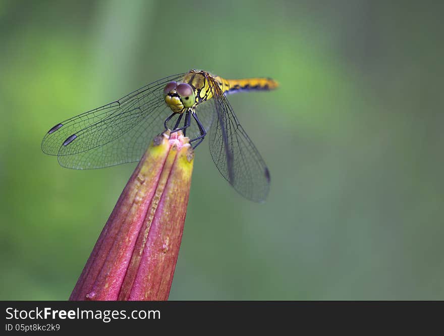 The dragonflies yellow (S. flaveolum) grounds wings ocher-yellow. Males have bright red-brown color, a female is yellow-brown. The dragonflies yellow (S. flaveolum) grounds wings ocher-yellow. Males have bright red-brown color, a female is yellow-brown.