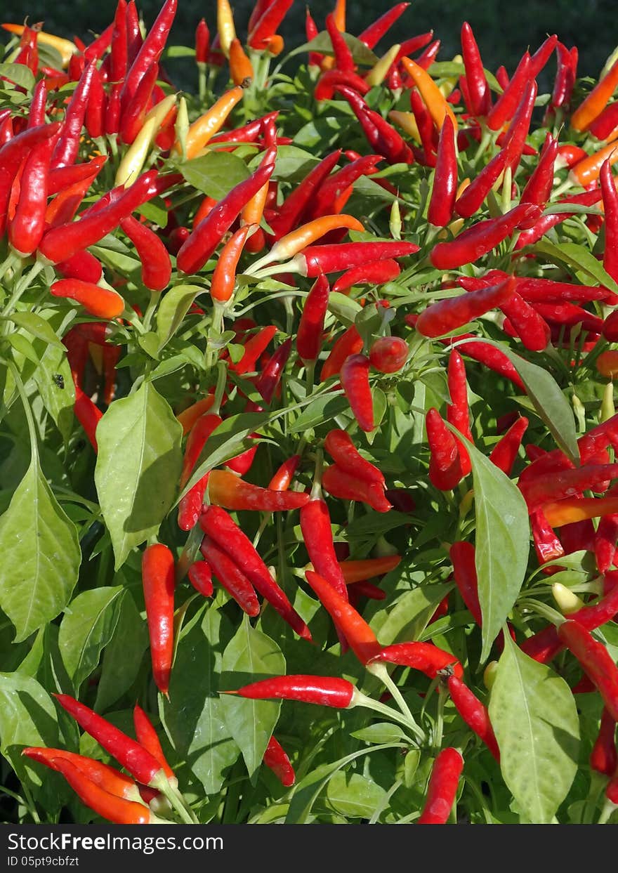 Red Ornamental peppers