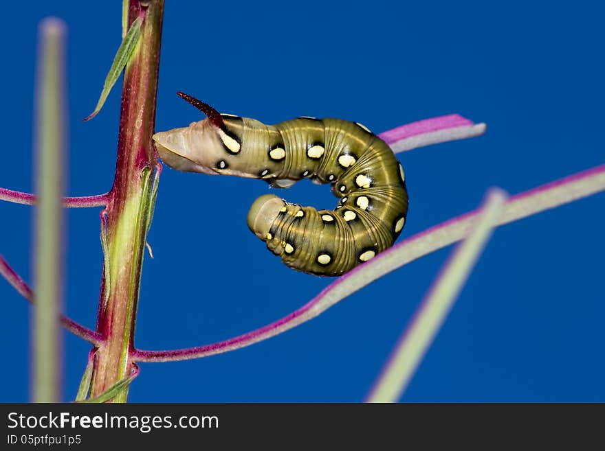 Caterpillars are the larval form of members of the order Lepidoptera (the insect order comprising butterflies and moths). They are mostly herbivorous in food habit, although some species are insectivorous. Caterpillars are voracious feeders and many of them are considered to be pests in agriculture. Many moth species are better known in their caterpillar stages because of the damage they cause to fruits and other agricultural produce. Caterpillars are the larval form of members of the order Lepidoptera (the insect order comprising butterflies and moths). They are mostly herbivorous in food habit, although some species are insectivorous. Caterpillars are voracious feeders and many of them are considered to be pests in agriculture. Many moth species are better known in their caterpillar stages because of the damage they cause to fruits and other agricultural produce.