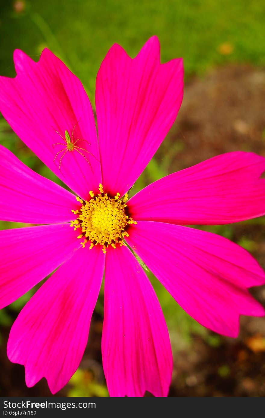 This close-up shot of a hot pink cosmos made the little green bug stand out against the green grass. This close-up shot of a hot pink cosmos made the little green bug stand out against the green grass.