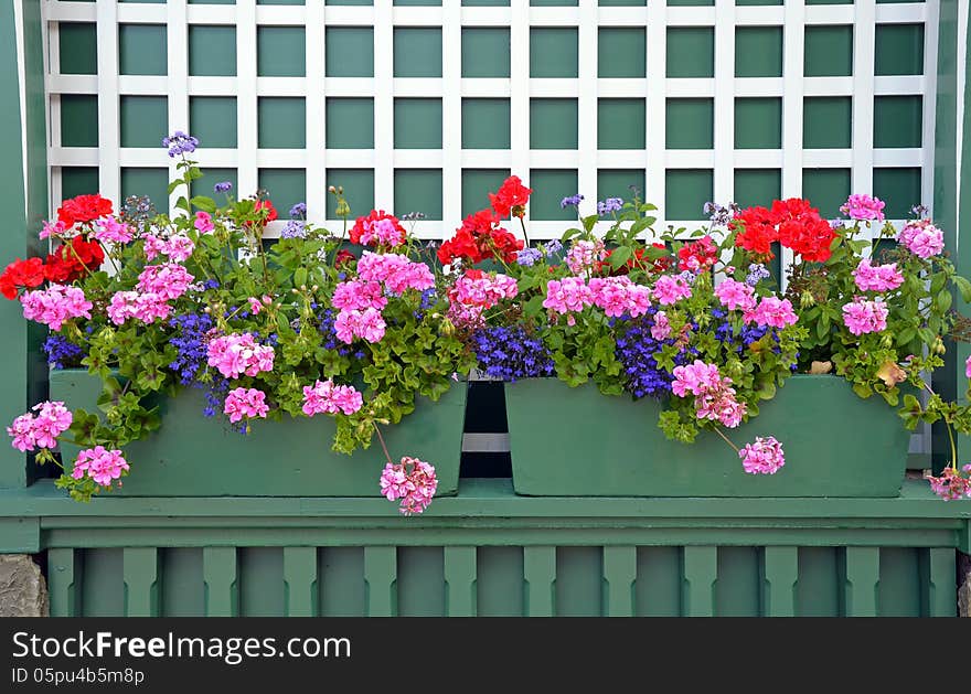 Colorful geranium flower planters on green shelf. Colorful geranium flower planters on green shelf