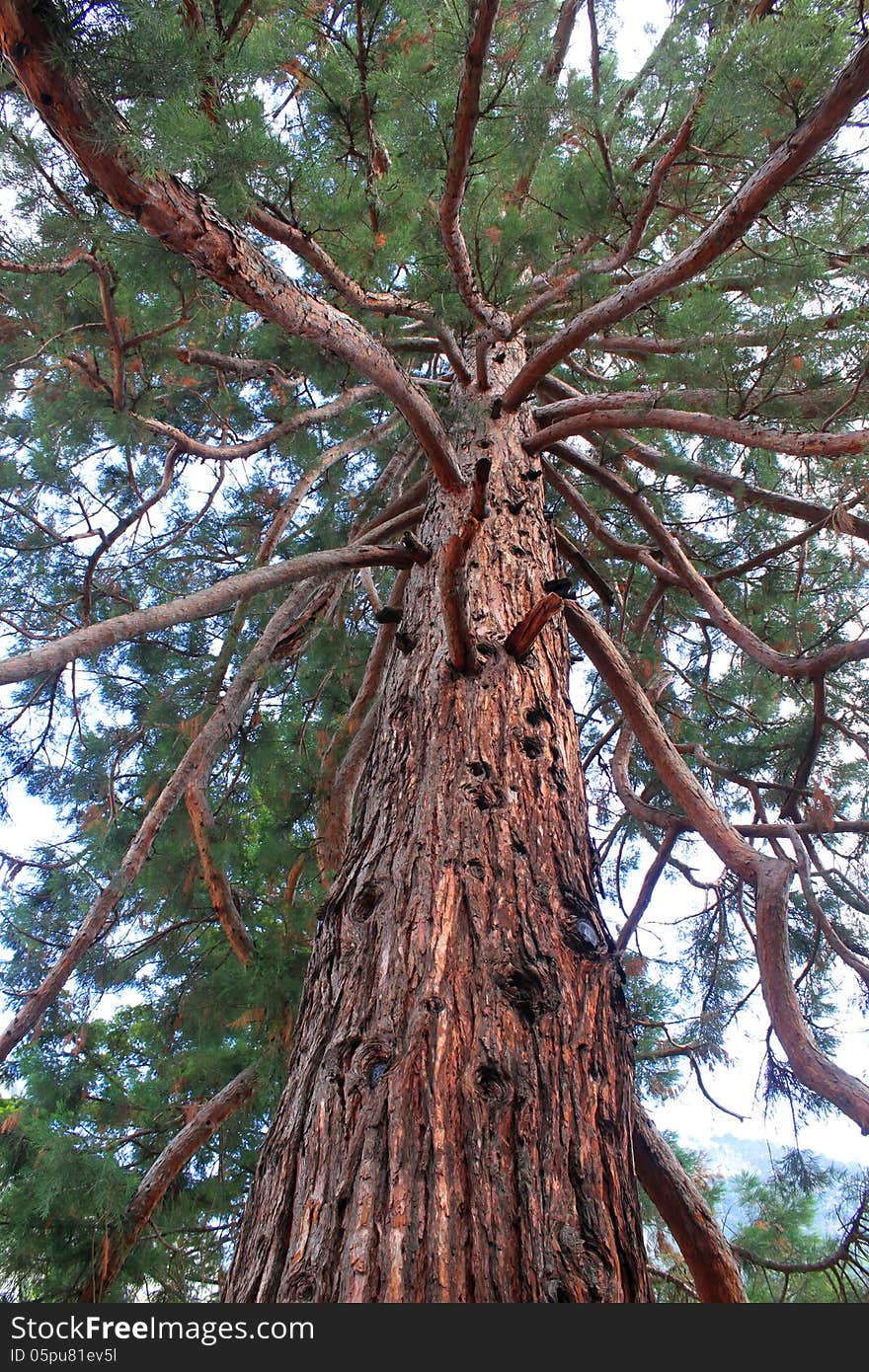 Branches and trunk of Sequoia giganteum.Specimen found in Baile Herculane resort,Romania where the climate is with mediterranean influences. Branches and trunk of Sequoia giganteum.Specimen found in Baile Herculane resort,Romania where the climate is with mediterranean influences