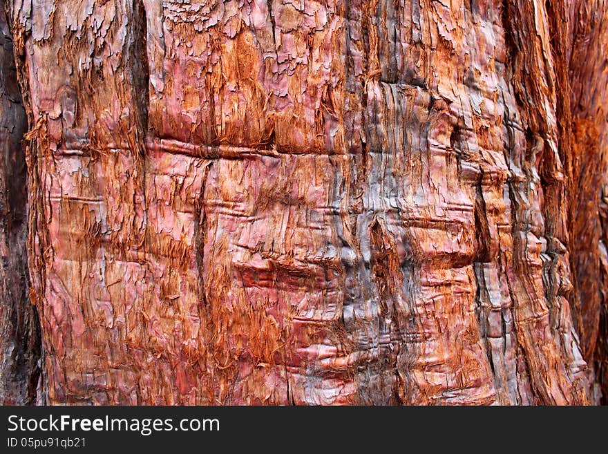 Background texture of tree bark in rust color. Background texture of tree bark in rust color