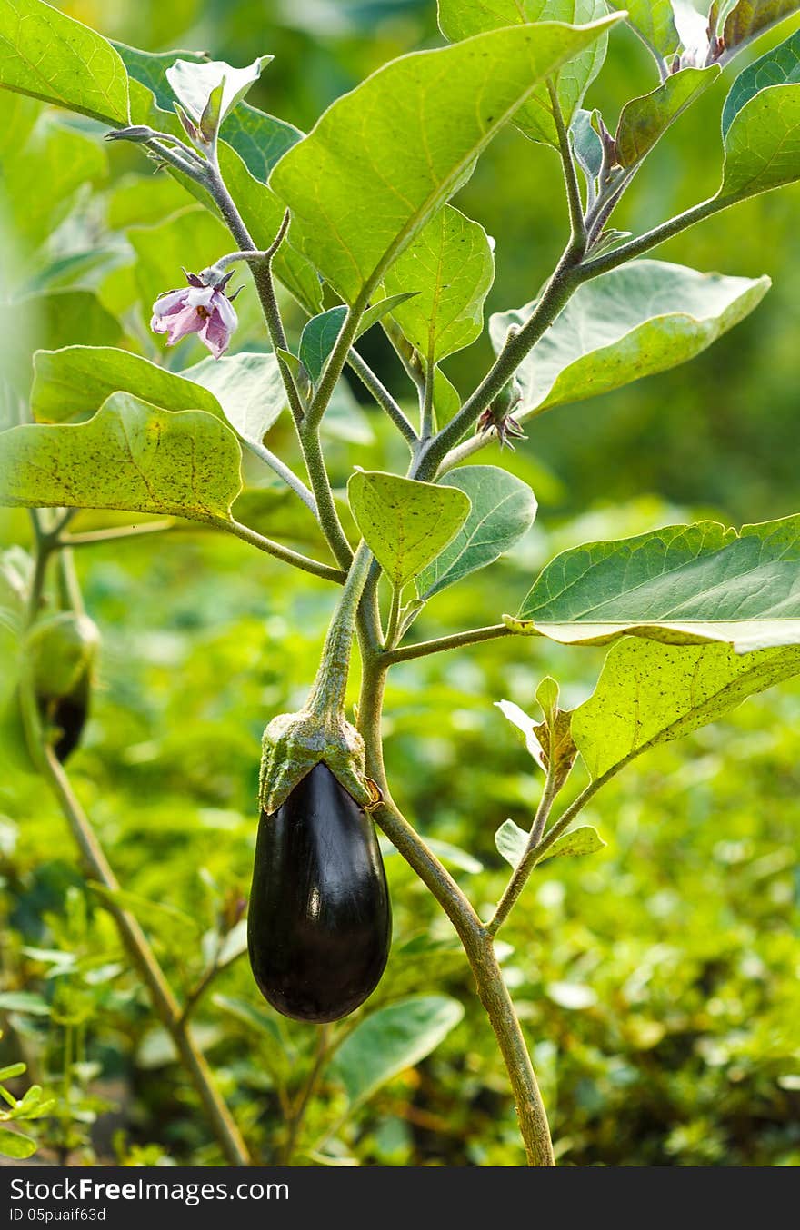 Small aubergine in vegetables garden. Small aubergine in vegetables garden