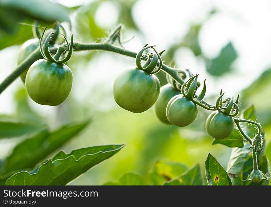 Green Tomatoes