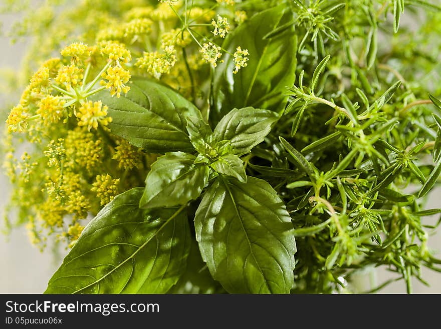 Aromatic Herbs