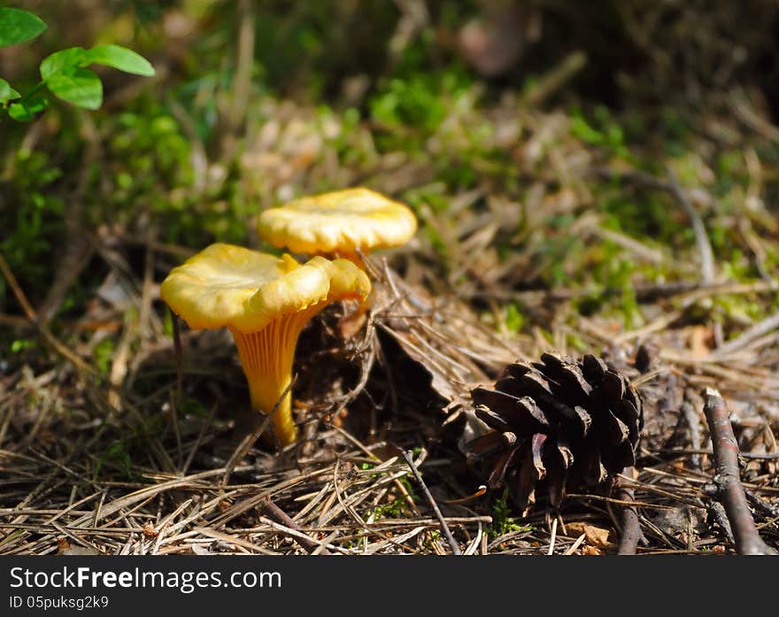 Two yellow сhantarelles and the cone in the wood