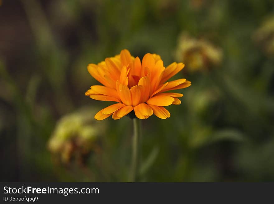 One orange marigold flower, photographed in the garden