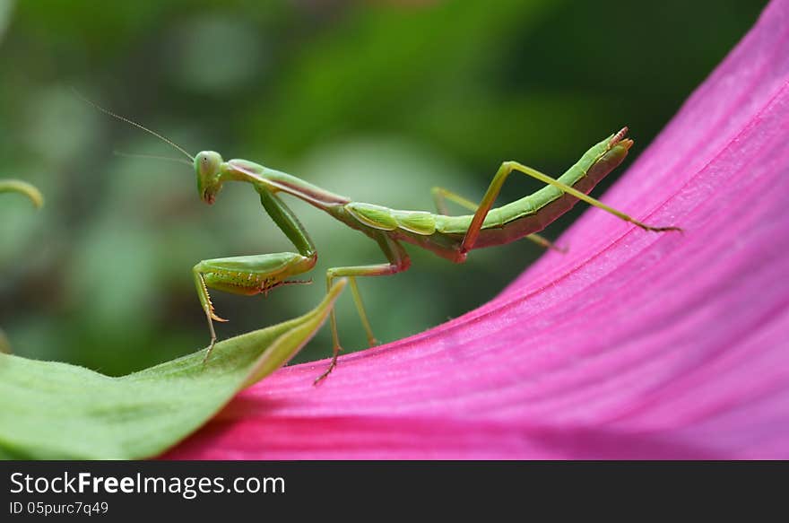 Mantis insect on a flower roses