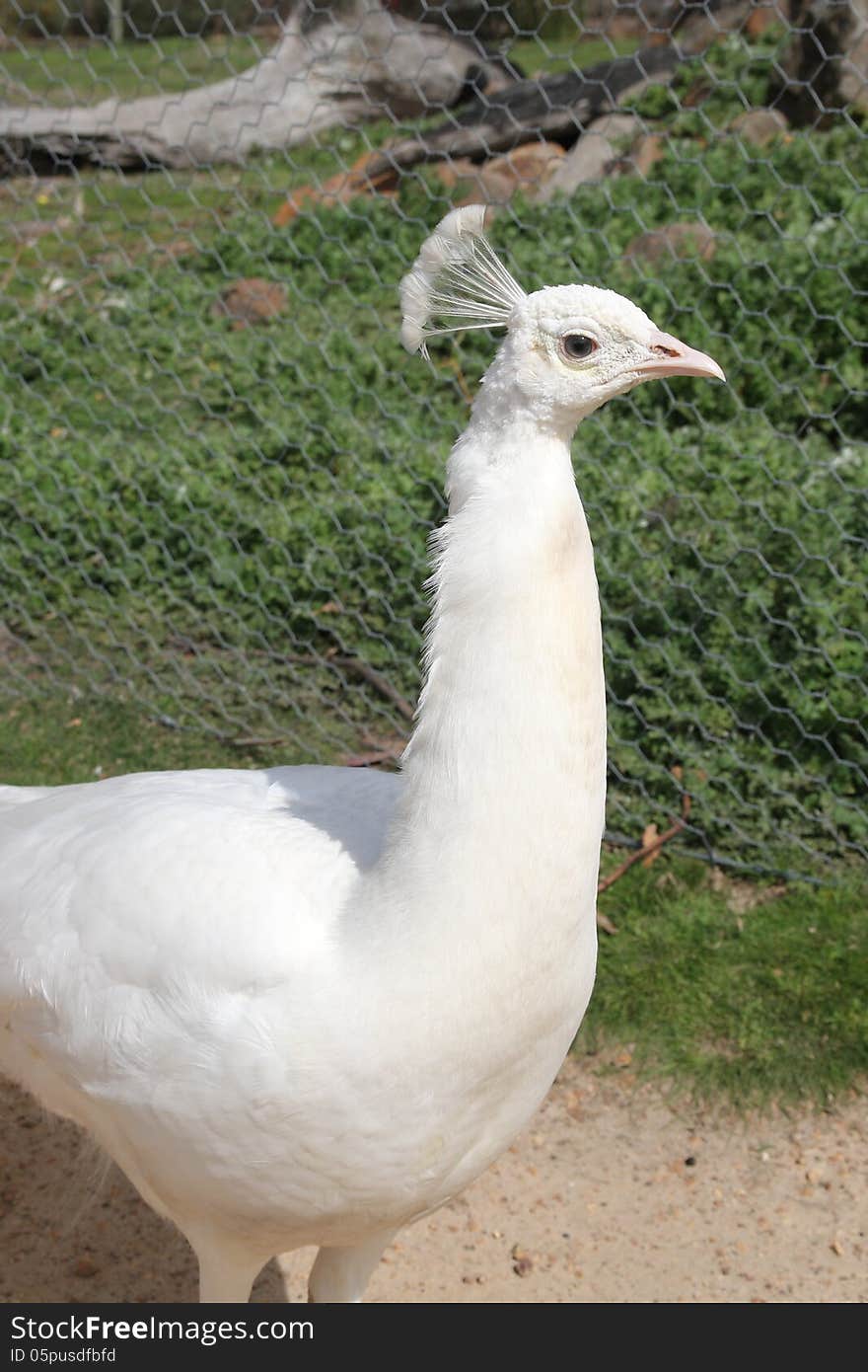 Portrait of a white peafowl at zoo in country Victoria, Australia - White female peacock. Portrait of a white peafowl at zoo in country Victoria, Australia - White female peacock