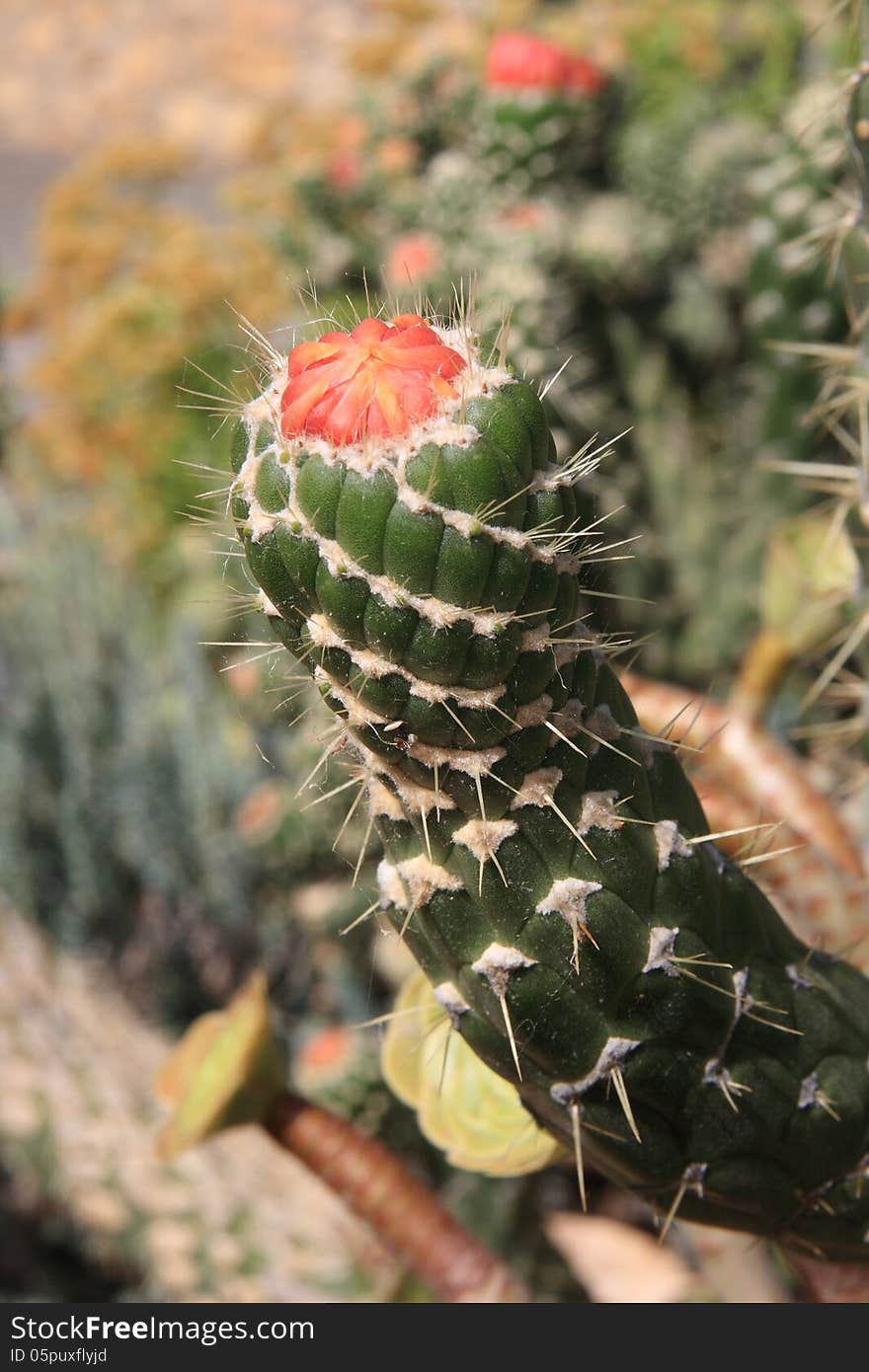 This photo shows just how the bud becomes a flower on a cactus. This photo shows just how the bud becomes a flower on a cactus