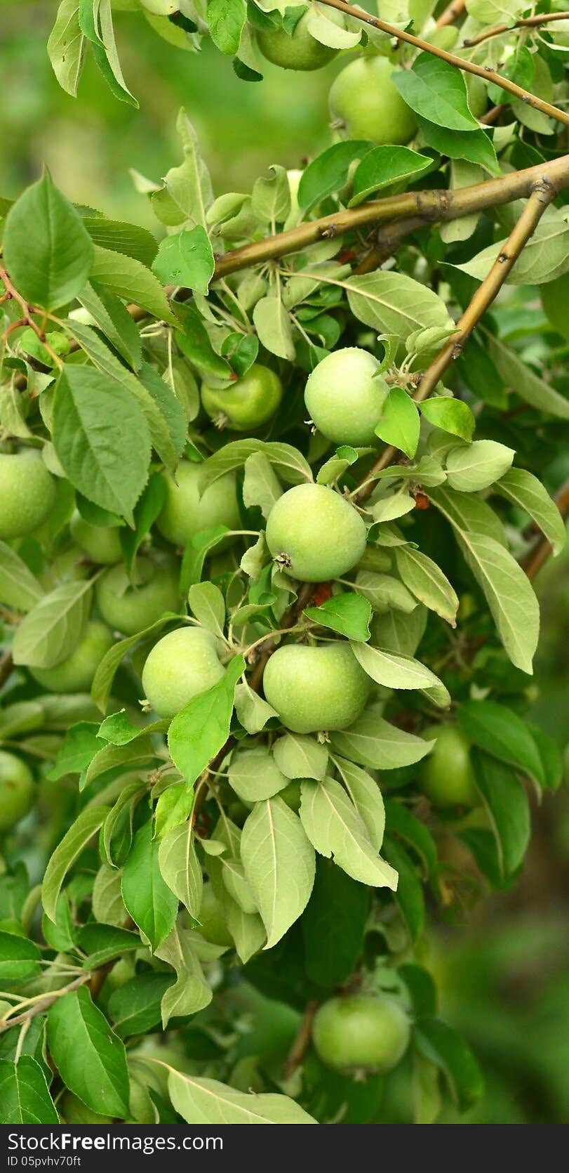 Apples on the tree branch nature