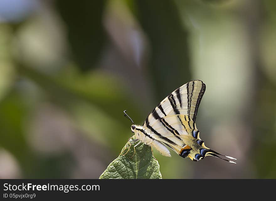 A Papilionidae on a leaf. A Papilionidae on a leaf