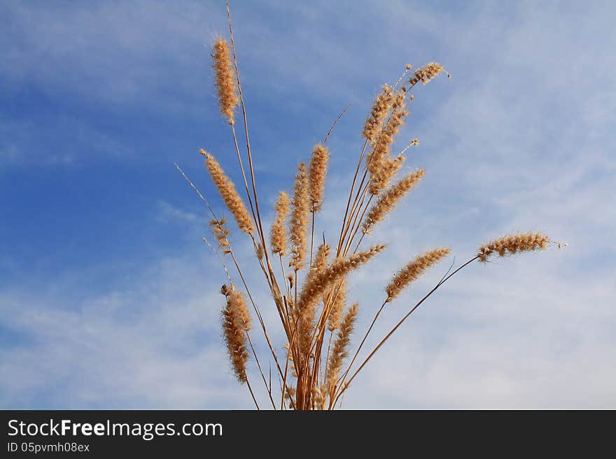 Grass with sky and cloud background in midday