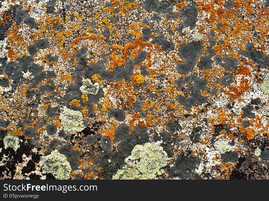 Nature colors background. Rock surface with lichen and moss texture