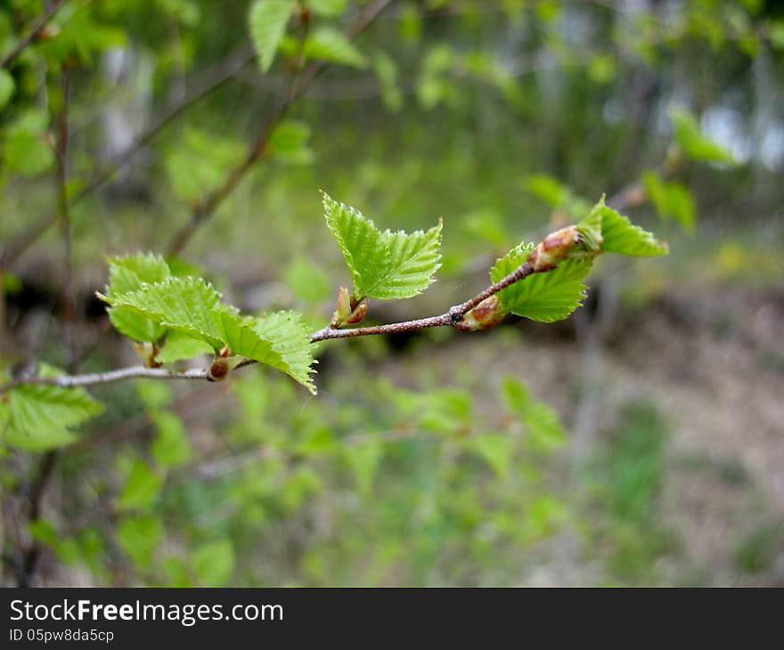 Green young leaves