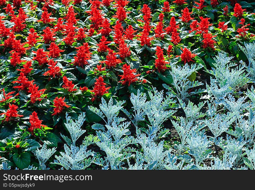 Colorful flowers summer garden landscaping in city park. Colorful flowers summer garden landscaping in city park