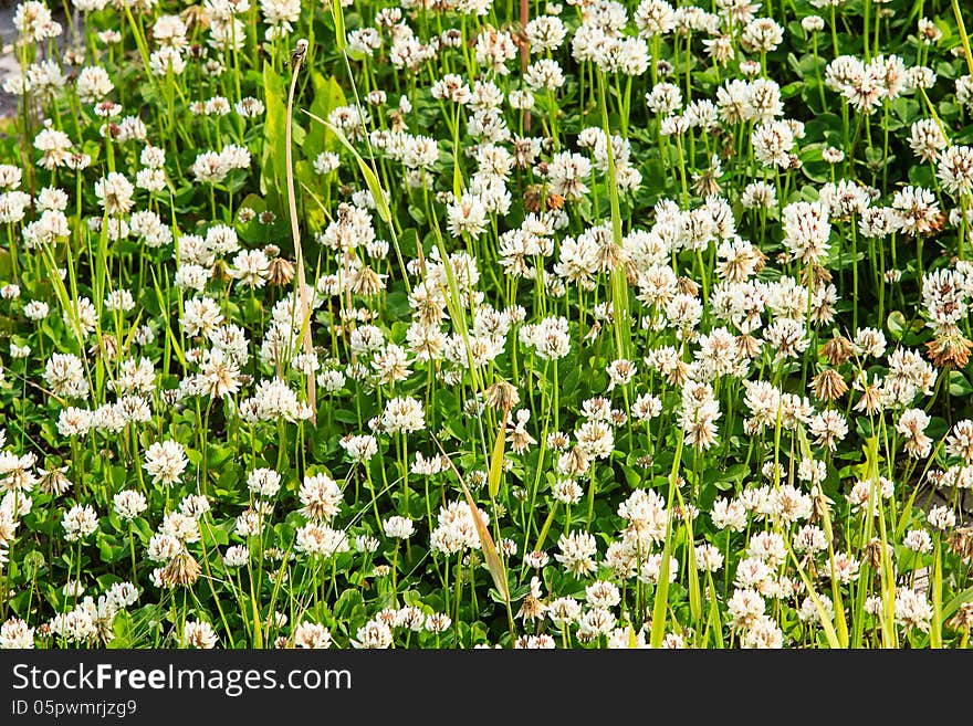 Field full of white clover. Field full of white clover