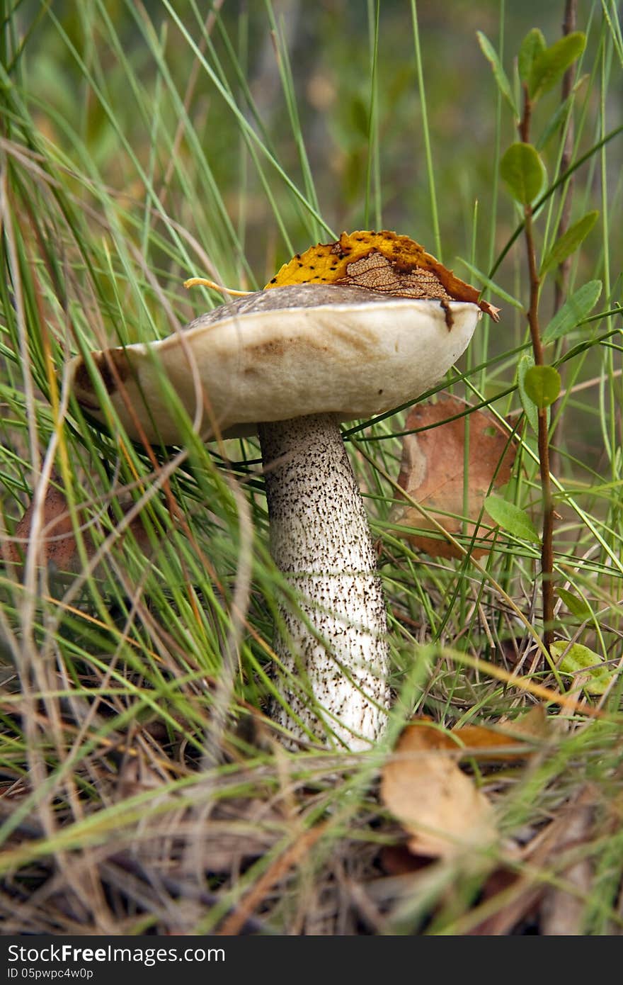 Mushroom Boletus.