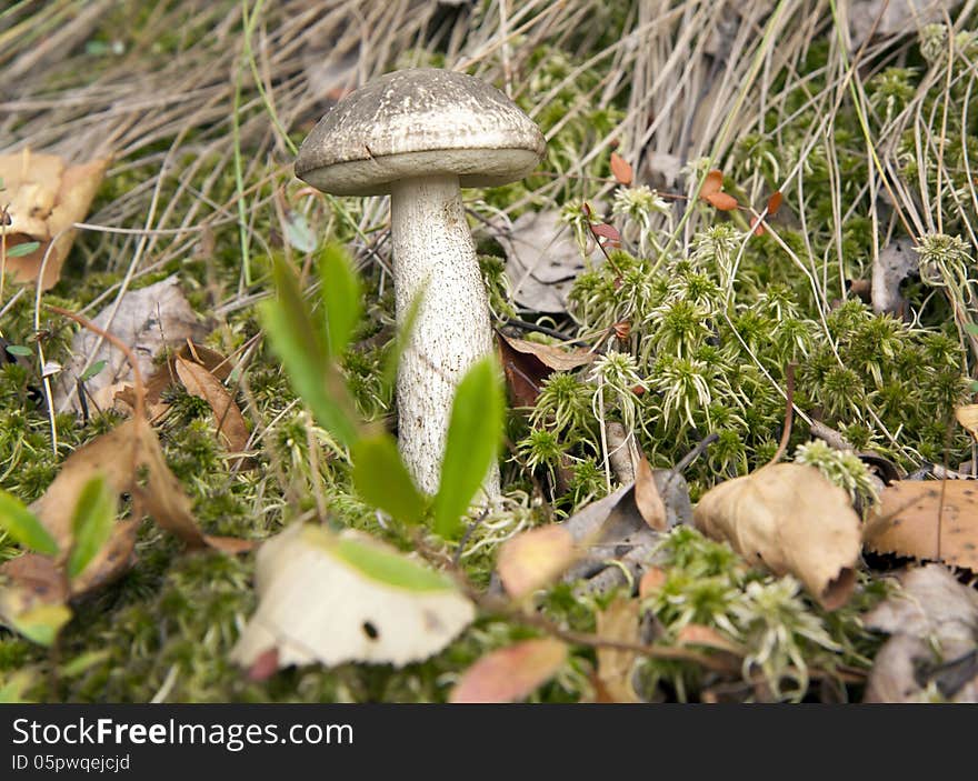 Mushroom Boletus.