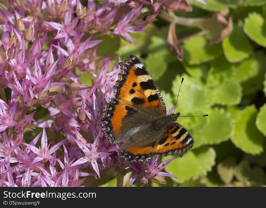 Urticaria or Hives common (lat. Aglais urticae, =Nymphalis urticae) - day butterfly from a family of Nymphalids (Nymphalidae),. Urticaria or Hives common (lat. Aglais urticae, =Nymphalis urticae) - day butterfly from a family of Nymphalids (Nymphalidae),