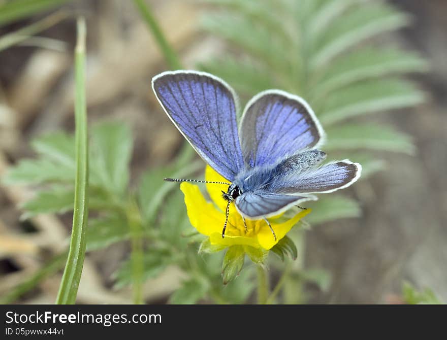 Butterfly Blues &x28;Lycaenidae&x29;.