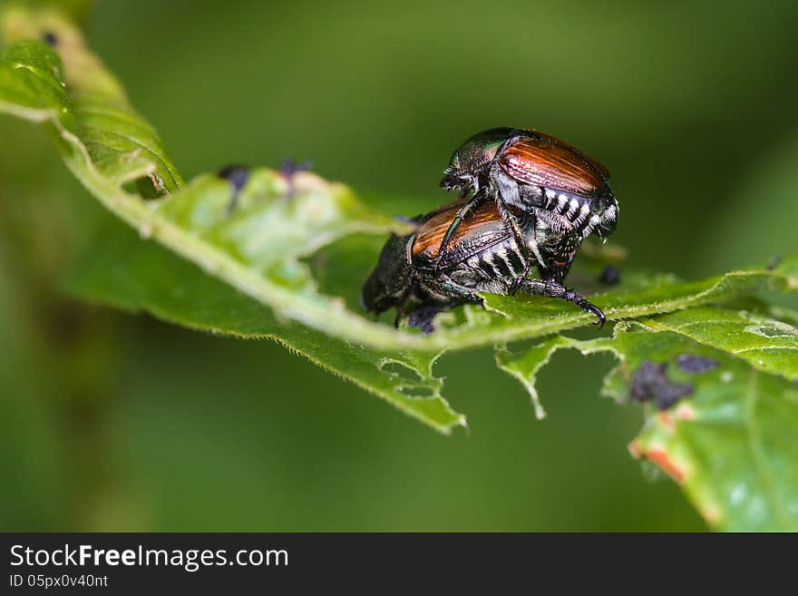 Two mating Japanese Beetles in Pigeon Forge, Tennessee