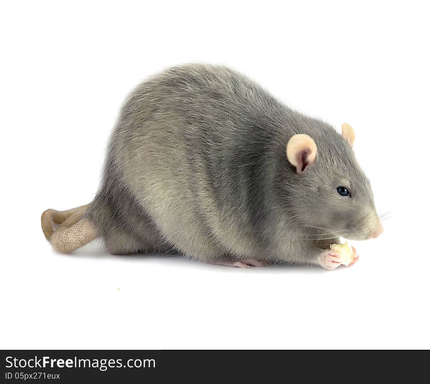 Gray rat on a white background with a piece of cheese