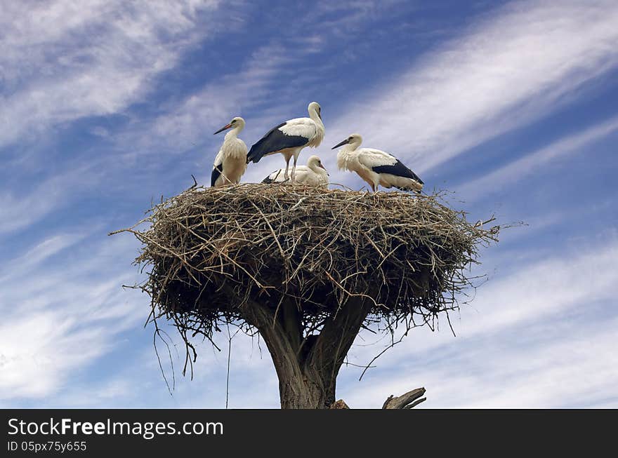 Storks