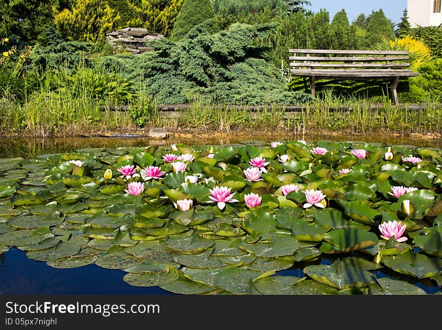 Blooming pond