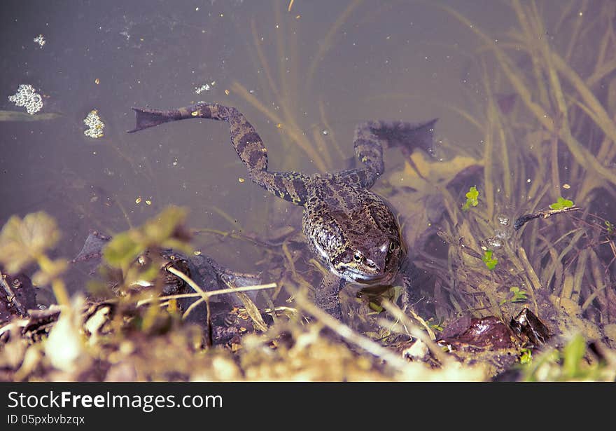 Big brown frog in spring turbid water. Big brown frog in spring turbid water