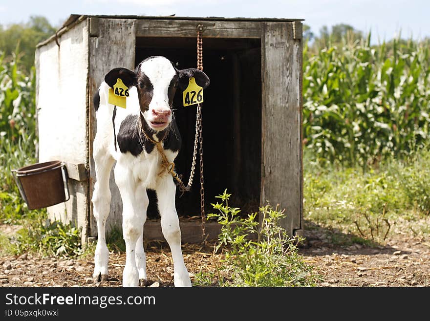 Dairy Farm