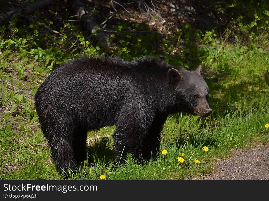 A black bear stands on the edge of a forest