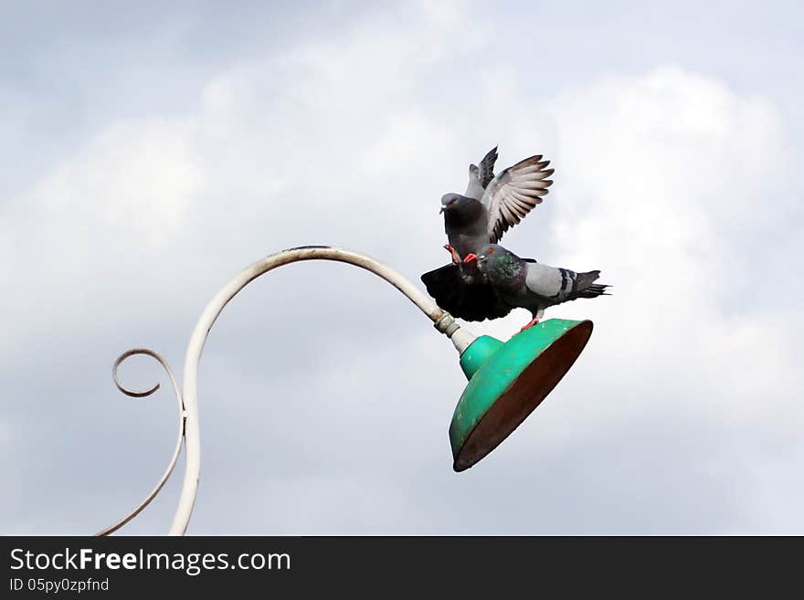 Flying pigeon on sky background