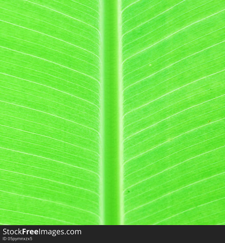 Leaf