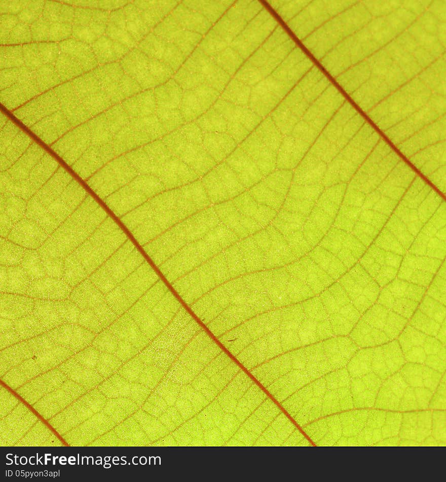 Yellow leaf as background or texture