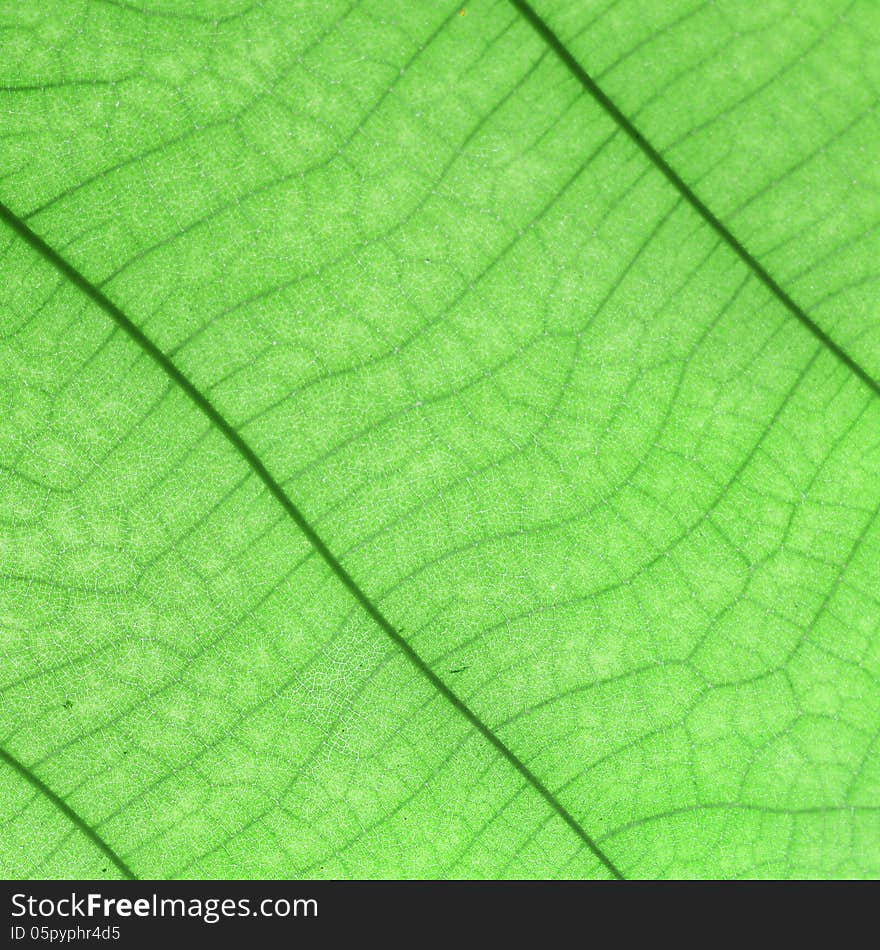 Green leaf as background or texture