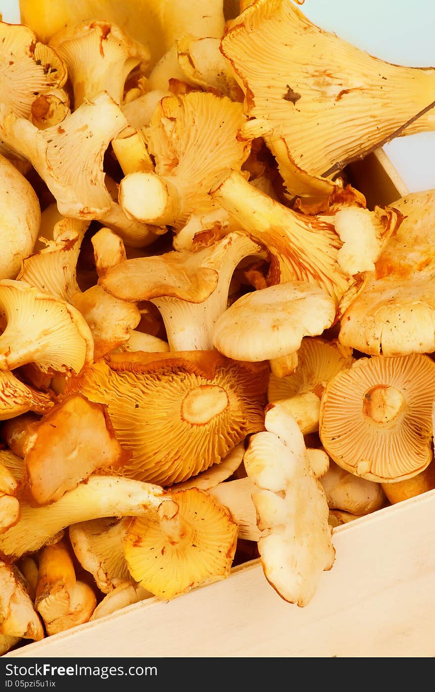 Golden Chanterelles