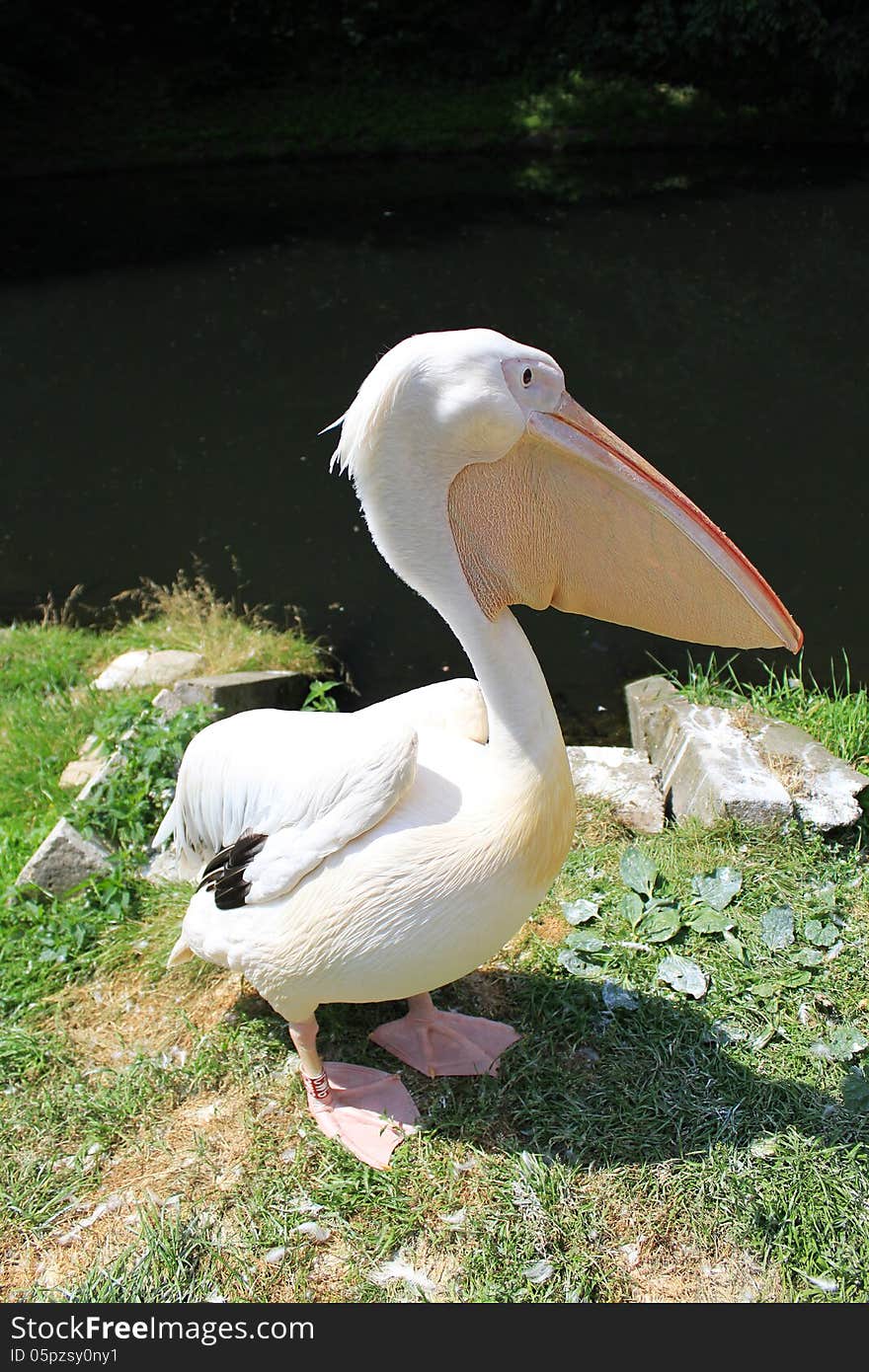 Pink Pelican