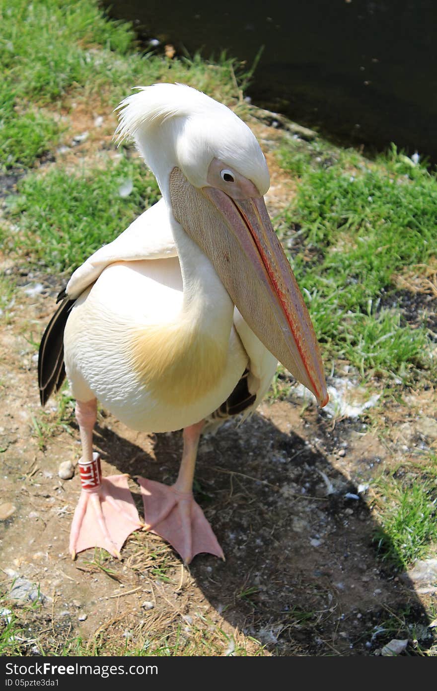 Pink pelican